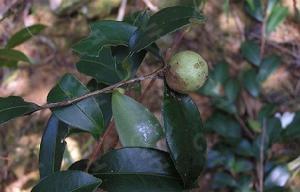 油茶