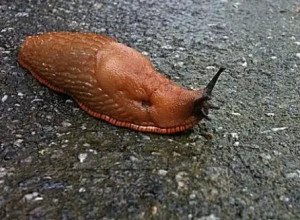 蛞蝓一种软体动物