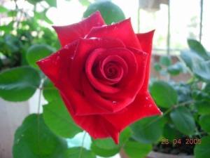 红色月季花