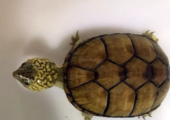 蛋龟