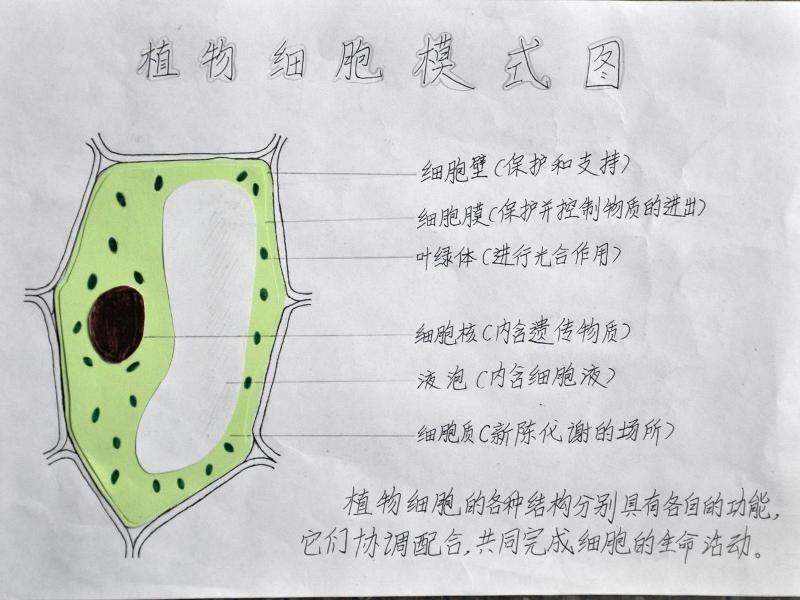 植物细胞 植物生命活动基本单位 搜狗百科