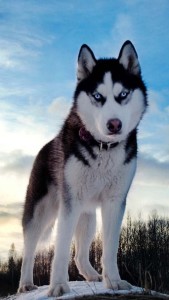 西伯利亚雪橇犬