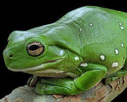 澳大利亚绿色雨蛙