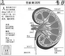 肾衰竭