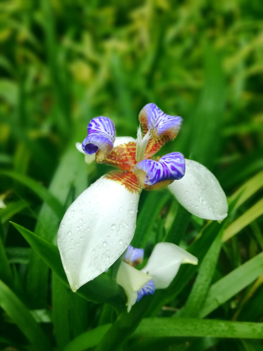 生长环境巴西鸢尾花期春季至初夏,每朵花只开1天,通常上午开放,至下午