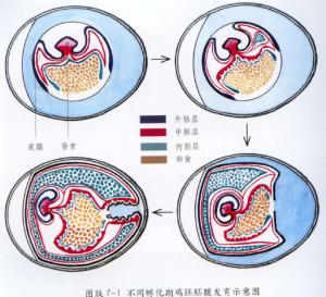 胚胎外胚层图片
