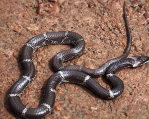 蛇属于爬行动物吗 300