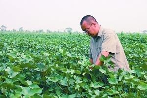 卢怀玉在棉田干活