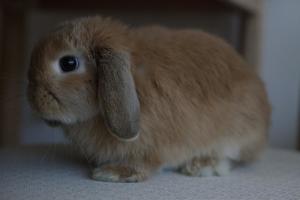 英国迷你垂耳兔 - Miniature Lop 侧面