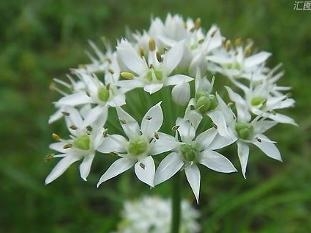 韭菜花