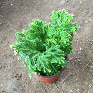 孢子植物