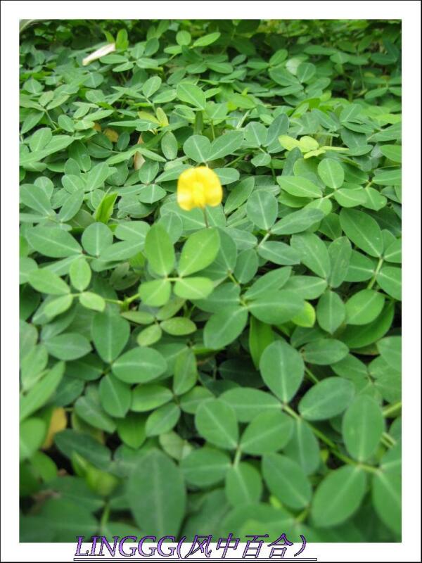 金花生 植物 搜狗百科