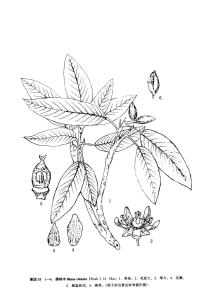 膝柄木图册