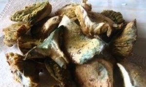 雁鹅菌