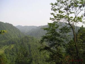 槭树一族