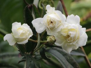 木香花（原变种）