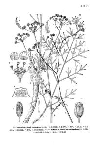 柱冠西风芹