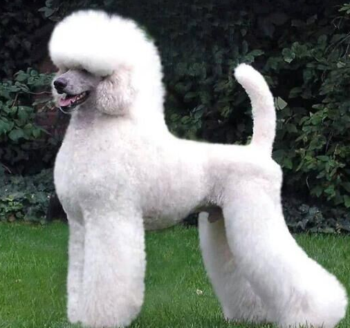 编辑巨型贵宾犬(3)体型身高约55厘米以上,体重30.