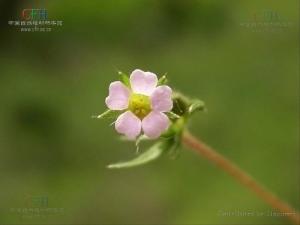 地蔷薇属图册