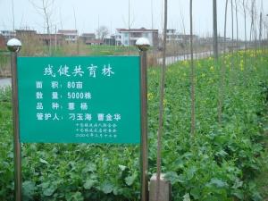 十总镇