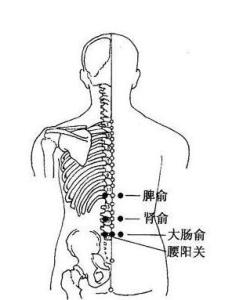 腰阳关穴