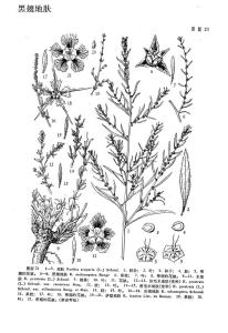 黑翅地肤