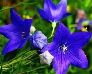 桔梗花 搜狗百科 桔梗花 搜狗百科