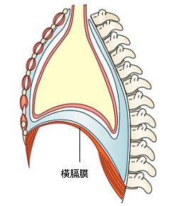 横膈膜