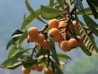 枇杷 蔷薇科枇杷属植物 搜狗百科