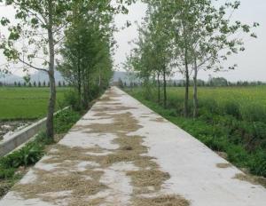 蔡甸街农村公路