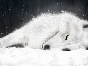 Wolf's Rain (狼雨)