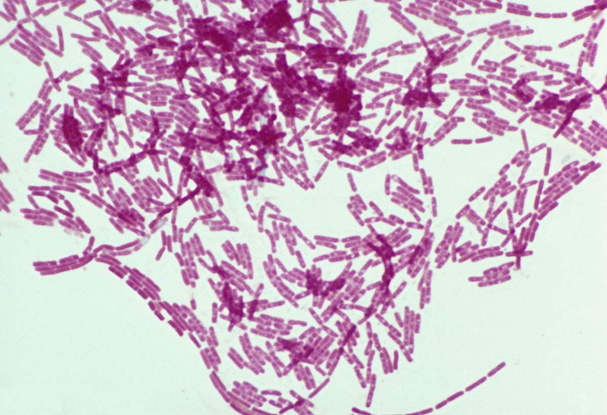 革兰阳性杆菌图片