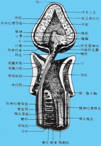 黄岛长吻虫
