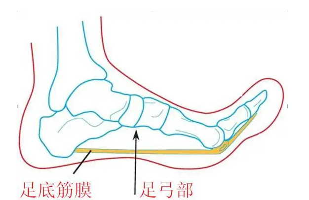 足横弓的构成图片