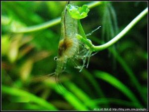 不同颜色的黑壳虾