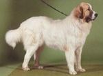 比利牛斯獒犬