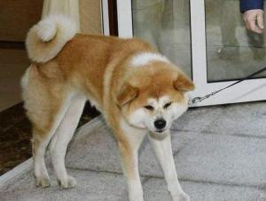 八公犬