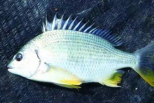 黄鲷鱼 鲷科动物 搜狗百科