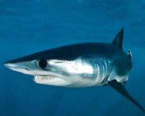 短鳍尖吻鲨