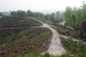 石盘村樱花基地