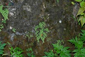 月芽铁线蕨图册