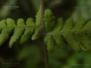 有齿金星蕨