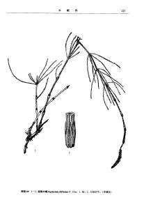 披散木贼