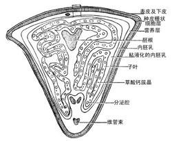 种子解剖图片手绘图片