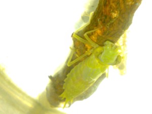 刚蜕皮的宴蜓若虫