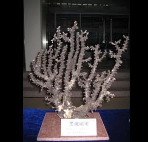 黑珊瑚