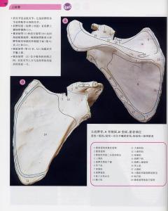 肩胛骨