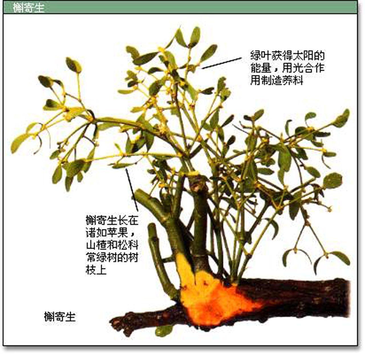 寄生植物名称大全图片