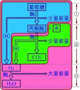 有氧呼吸