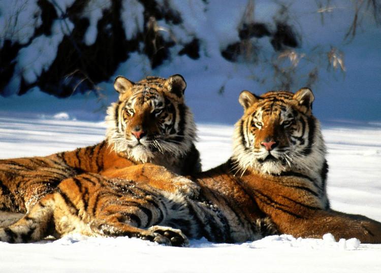 野生东北虎再现珲春